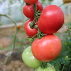 Насіння томату «Лихач Вілс»