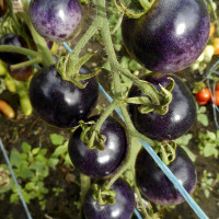 Насіння томату «Чорниця»