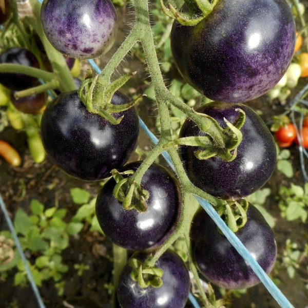 Насіння томату «Чорниця»