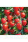 Насіння томату «Томатоберрі»