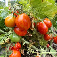 Tomato seeds «Tigeretta cherry red»