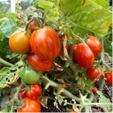 Tomato seeds «Tigeretta cherry red»