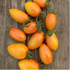 Насіння томату «Сором'язливий рум'янець»