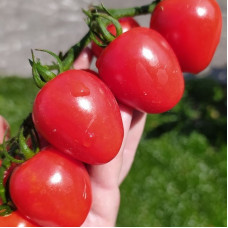 Насіння томату «Садове миле серце»