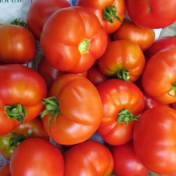 Tomato seeds «Raphael's Madonna»