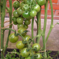 Tomato seeds «Green Doctor Frosted»