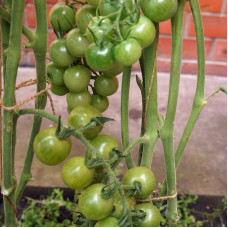 Tomato seeds «Green Doctor Frosted»
