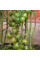 Tomato seeds «Green Doctor Frosted»