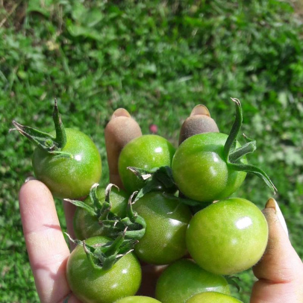 Tomato seeds «Green Doctor Frosted»