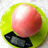 Tomato seeds «Pudovik»