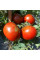 Насіння томату «Карлик дикий Фред»