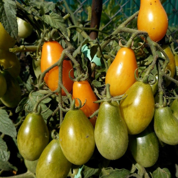 Насіння томату «Піадропс»