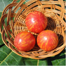 Tomato seeds «Vernissage pink»