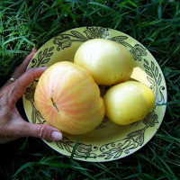 Tomato seeds «White wax»