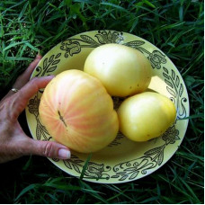 Насіння томату «Білий віск»