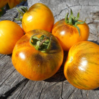 Насіння томату «Золотий тигр»