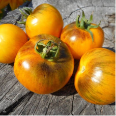 Tomato seeds «Golden Tiger»