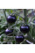 Tomato seeds «Fahrenheit blues»