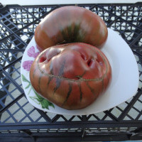 Насіння томату «Дієтичний чемпіон»