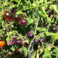 Насіння томату «Троянда кольору індиго»