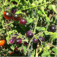 Насіння томату «Троянда кольору індиго»