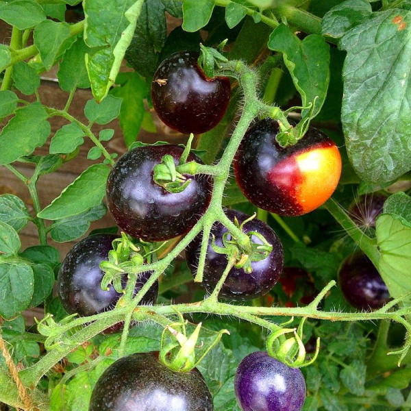 Насіння томату «Троянда кольору індиго»