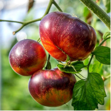 Tomato seeds «Persuasion»