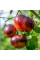 Насіння томату «Переконання»