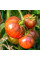 Насіння томату «Переконання»