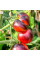 Насіння томату «Переконання»
