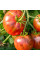 Насіння томату «Переконання»