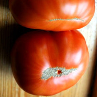 Tomato seeds «Pride of Siberia»