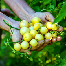 Tomato seeds «Napa Chardonnay»