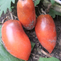 Tomato seeds «OSU O Blonde Avec Tetons»