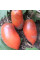 Tomato seeds «OSU O Blonde Avec Tetons»