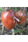 Tomato seeds «OSU O Blonde Avec Tetons»