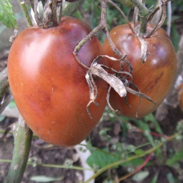 Tomato seeds «OSU O Blonde Avec Tetons»