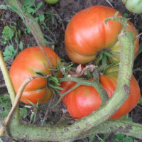 Tomato seeds «Yarik»
