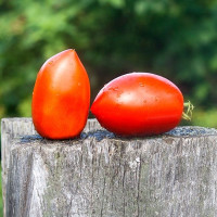 Tomato seeds «Kenosha paste»