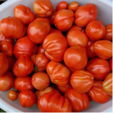 Tomato seeds «Pot-bellied hut»