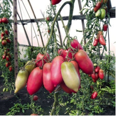 Tomato seeds «Pepper pink»