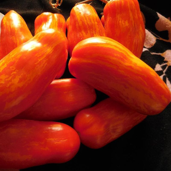 Tomato seeds «Jalpa»