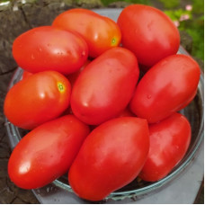 Tomato seeds «Legend of the Earth»