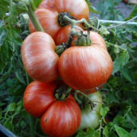 Tomato seeds «Cherokee tiger large»