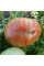 Tomato seeds «Cherokee tiger large»