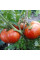 Tomato seeds «Cherokee tiger large»