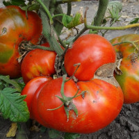 Tomato seeds «Masterpiece of Altai»