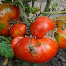 Tomato seeds «Masterpiece of Altai»