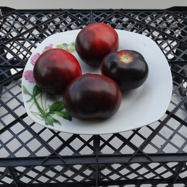 Насіння томату «Блакитний струмок»