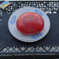 Семена томата «Африканская королева»